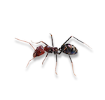 Image of Acrobat Ant, a common pest, presented by Pest Me Off pest control company