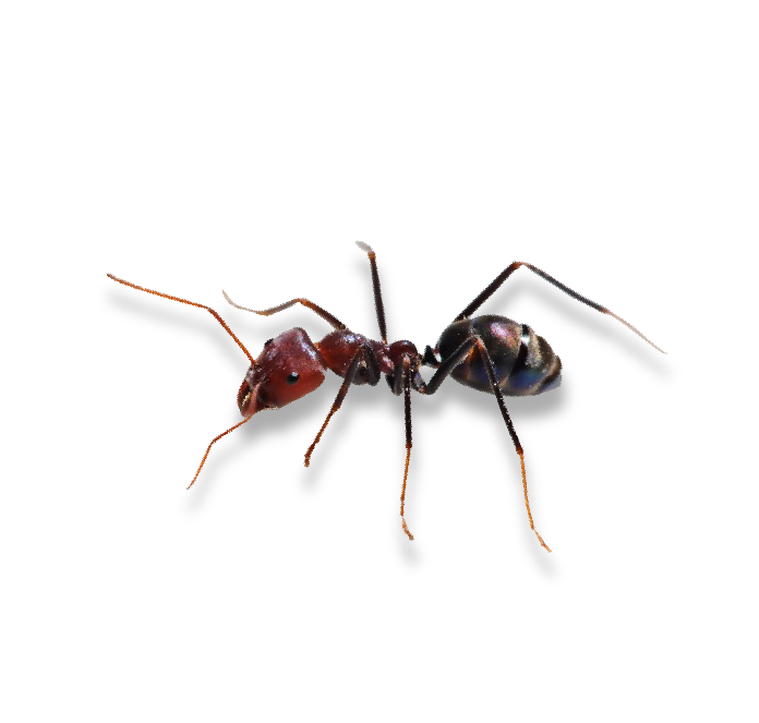 An Acrobat Ant, recognized as a common pest, captured in an image by Pest Me Off pest control company.