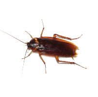 Close-up image of an American cockroach from Pest Me Off pest control company, experts in eradicating household pests.