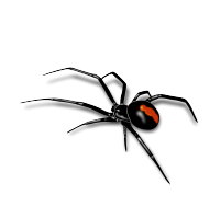 Black Widow spider, a common pest, shown in Pest Me Off pest control company image