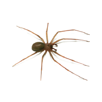 A brown recluse spider captured in image by Pest Me Off pest control company, experts in pest eradication