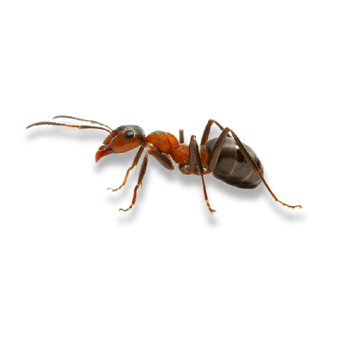 Close-up image of a Carpenter Ant seen during pest control operations by the Pest Me Off company