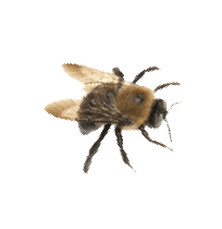Close-up image of a Carpenter Bee, a common pest controlled by Pest Me Off pest control company