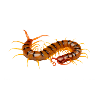 Close up view of centipede, a common household pest, for Pest Me Off pest control company's website