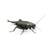Image showcasing black crickets, a common pest treated by Pest Me Off Pest Control Company.