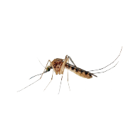 Close-up image of a Culex mosquito, known for carrying several diseases, taken with a 2x magnification lens