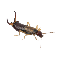 Earwig pest control company logo - Get rid of pesky pests with Pest Me Off services