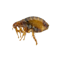 Flea pest control services provided by Pest Me Off, experienced exterminators