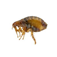 Flea pest control services provided by Pest Me Off, experienced exterminators