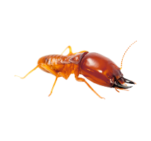 Formosan termite infestation - Pest Me Off pest control company exterminates termites