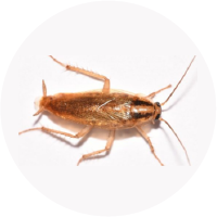A German cockroach pictured in detail, courtesy of Pest Me Off pest control company
