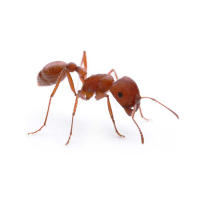 Close-up image of a Harvest Ant, one of the pests handled by the Pest Me Off pest control company