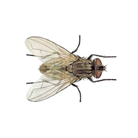 House Fly - Pest Me Off pest control company image showing professional extermination services