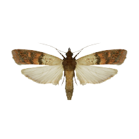 Image of an Indian Meal Moth, common household pest, provided by Pest Me Off pest control company