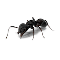 Close-up image of a Little Black Ant, a common pest handled by Pest Me Off Pest Control Company