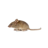 A group of mice being targeted for pest control by Pest Me Off company - efficient rodent elimination services