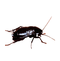 Oriental cockroach - professional pest control services from Pest Me Off company
