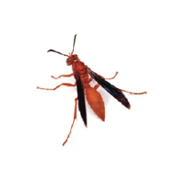 Red paper wasp, a common pest, causing trouble - Pest Me Off pest control company image