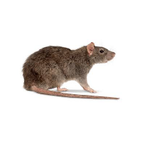 Roof rat pest control services offered by Pest Me Off - professional exterminators tackling rodent infestations