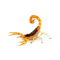 Image of a scorpion, representing the services of Pest Me Off, a professional pest control company