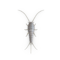 Silverfish infestation in bathroom - Pest Me Off pest control company effectively eliminates pests