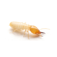Image of Subterranean Termite, a typical pest treated by Pest Me Off pest control company