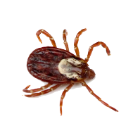 Image of a tick, a common pest, from Pest Me Off pest control company, illustrating our superior pest removal services