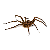 Close-up image of a wolf spider, a common pest that Pest Me Off pest control company can help eliminate