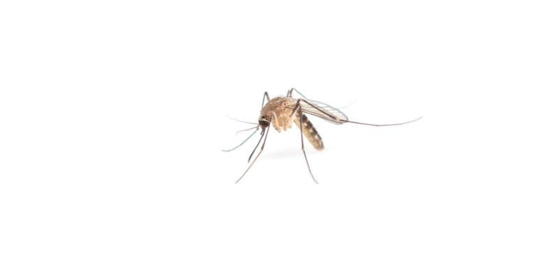 Banner image of a mosquito with the title 'Pest Me Off pest control company' showcasing effective pest control services