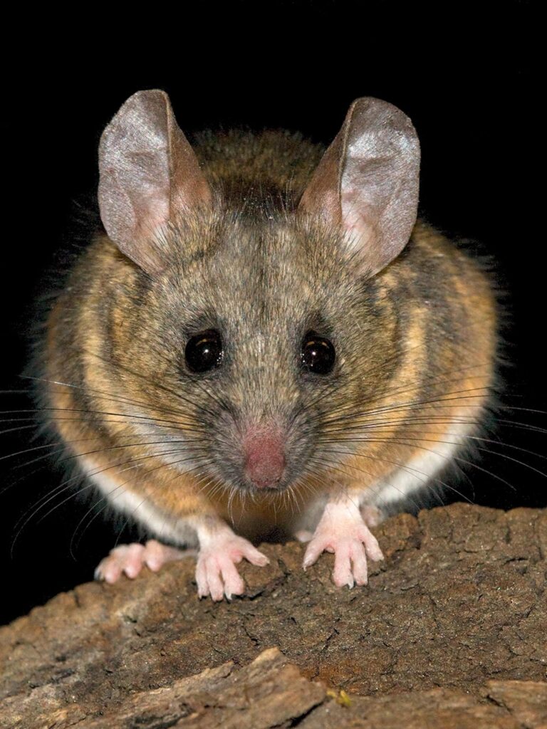 Close up image of a brown mouse, provided by Pest Me Off pest control company for pest identification and control solutions