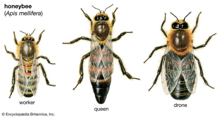 Informative image showcasing different variants of honey bees as presented by Pest Me Off pest control - an expert in bee and pest management.