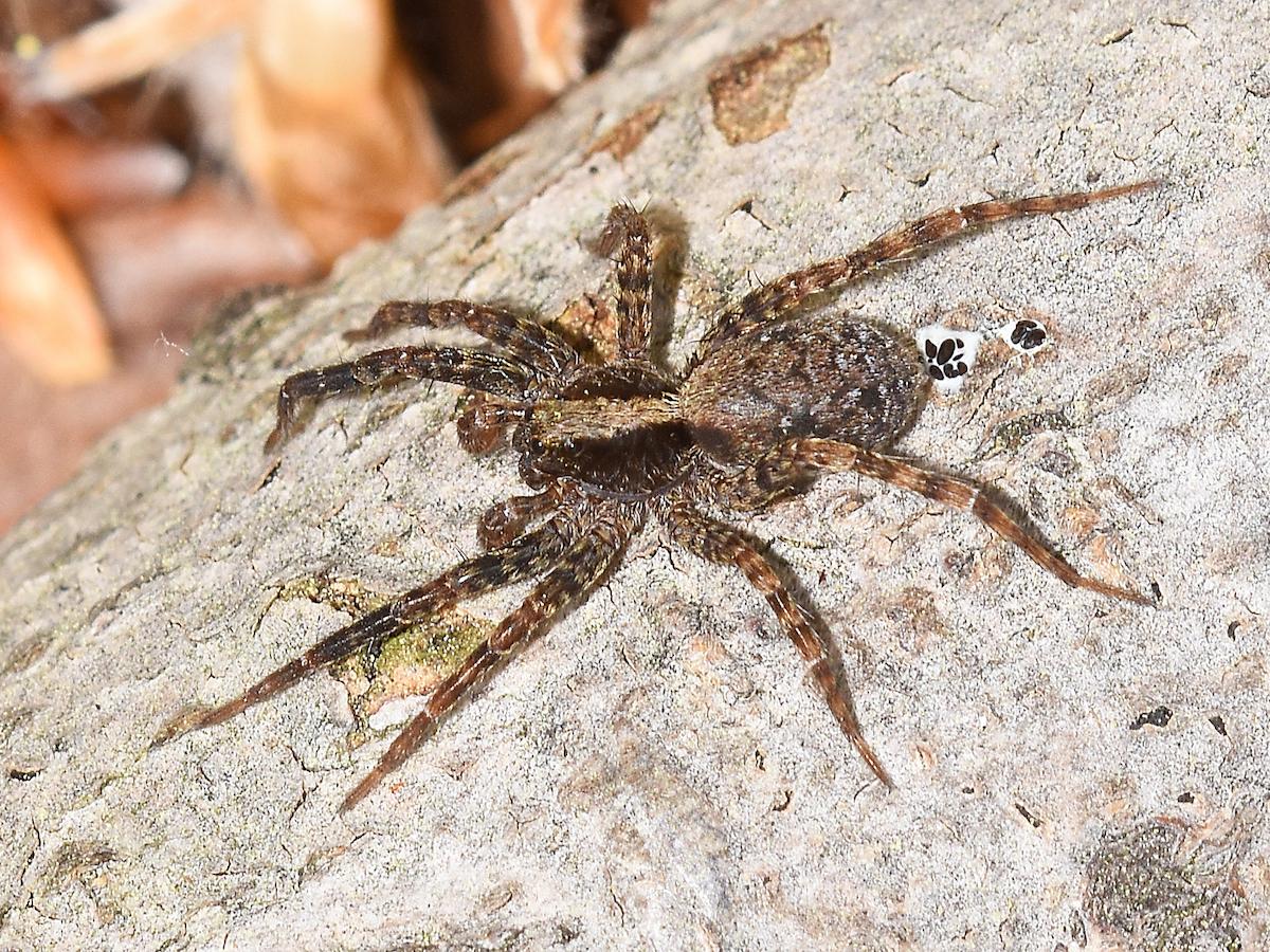 A close-up image of a Wolf Spider, also known as a Hunter Spider, provided by the Pest Me Off pest control company for identifying common household pests.