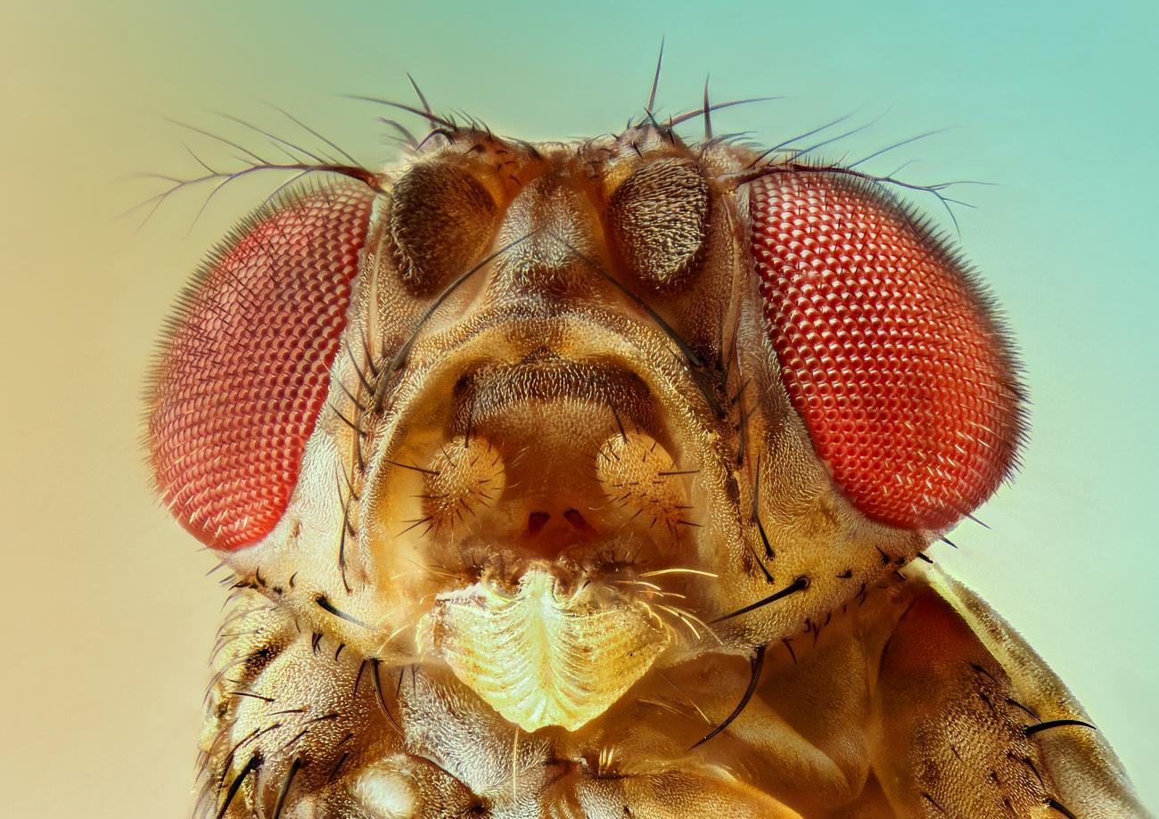 Close-up image of a fruit fly, demonstrating the need for Pest Me Off pest control services.