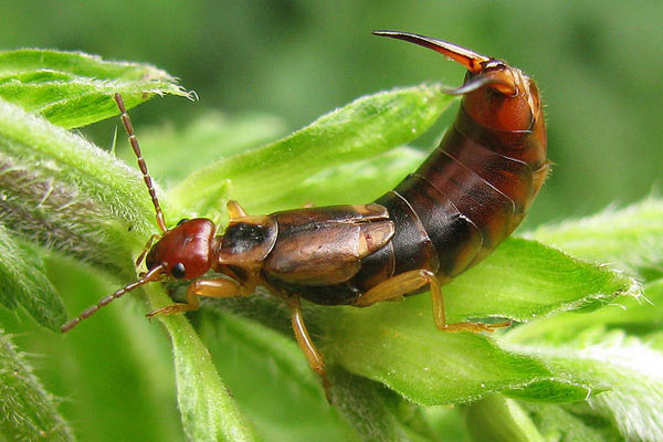 Close-up image of an aggressive-looking Earwig featured in the Pest Me Off pest control's infestation guide