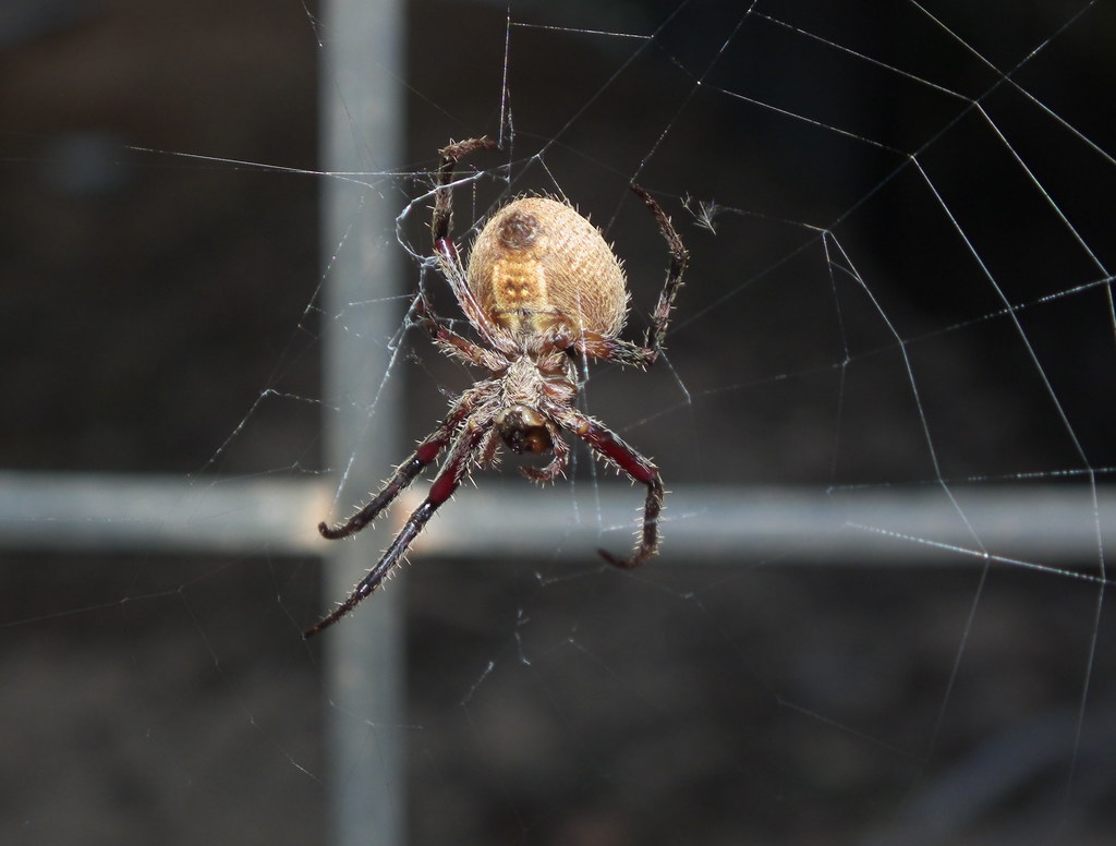 Image of Orb Weaver Spider lurking in its intricate nest, captured by Pest Me Off pest control services