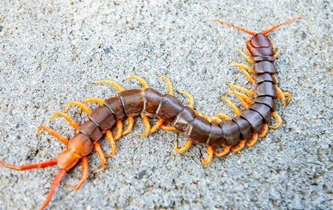 Centipede crawling on a sidewalk, image provided by Pest Me Off pest control company