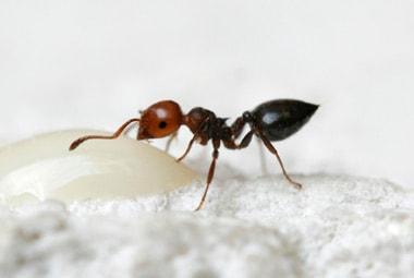 Acrobat Ant feasting on milk bait in a pest control process by Pest Me Off Pest Control services