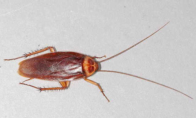 American cockroach scurrying across the floor - Pest Me Off pest control service for roach infestation solutions.