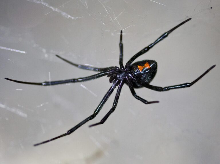 A cluster of menacing black widow spiders lurking, provided by Pest Me Off pest control services.