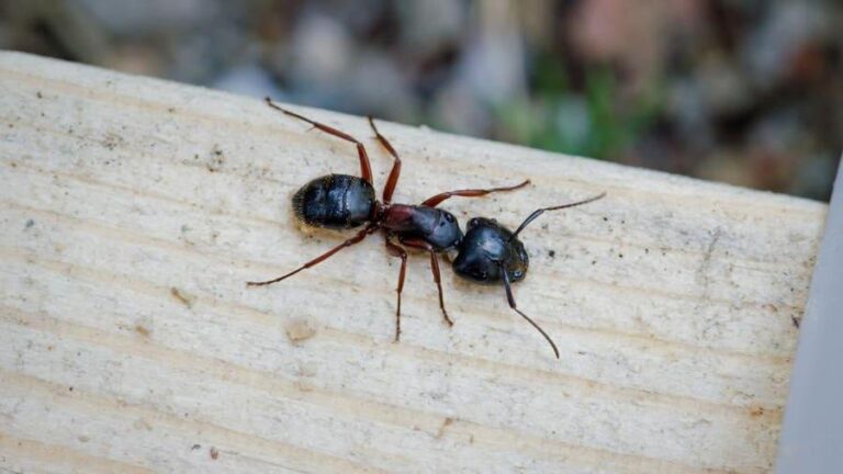 Close-up image of a carpenter ant crawling on a leaf in a yard, part of Pest Me Off pest control's ant eradication services.