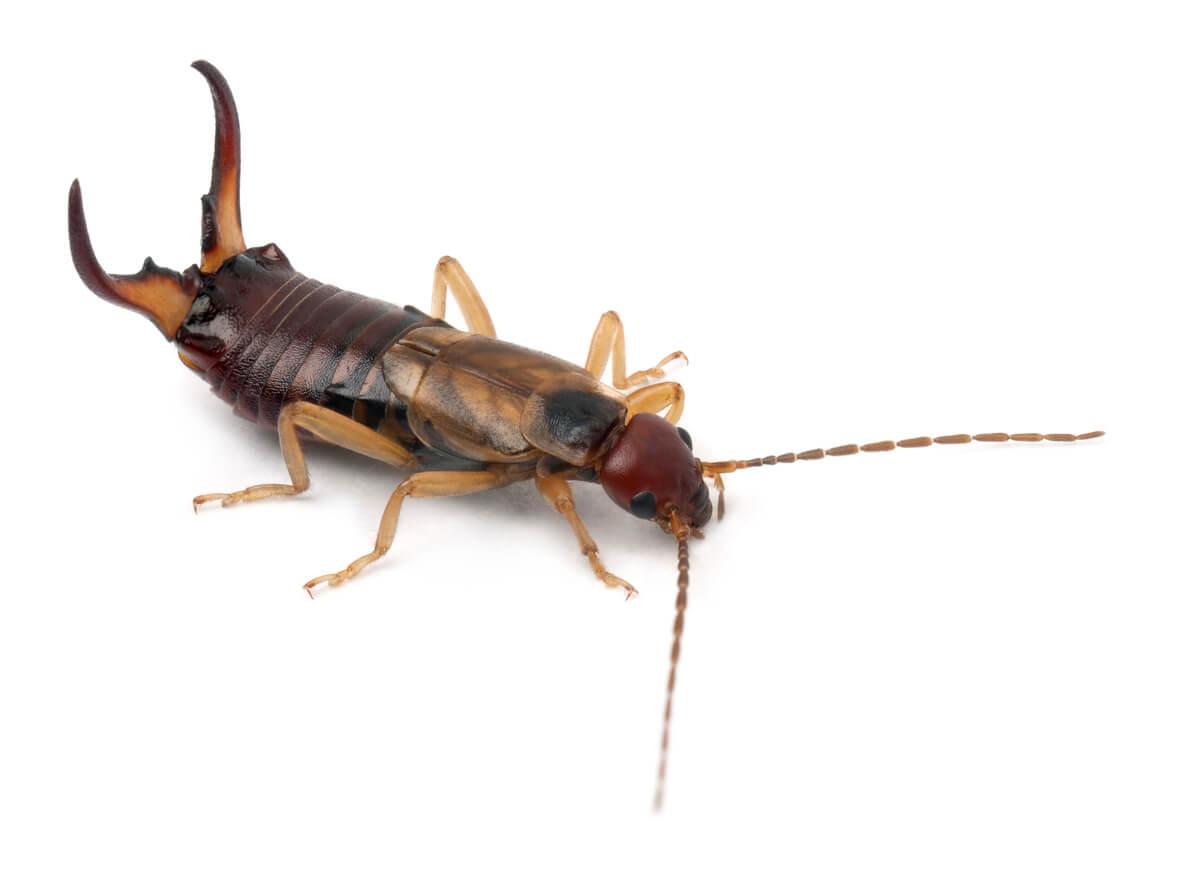 Close-up image of an earwig on a white background, provided by Pest Me Off pest control services for identification and pest management purposes.