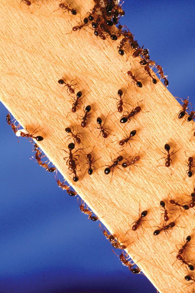 Close-up image of fire ants crawling on a wood surface, showcasing the pest control services of Pest Me Off.