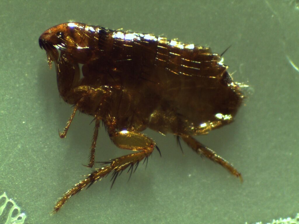 A dried out, dead flea removed by Pest Me Off Pest Control, experts in eradicating infestations