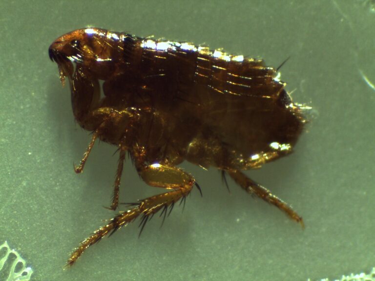 A dried out, dead flea removed by Pest Me Off Pest Control, experts in eradicating infestations