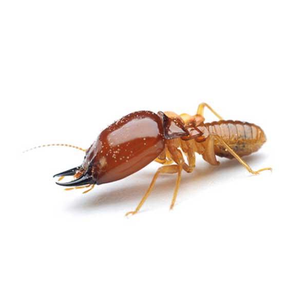 Close-up image of a Formosan termite on a white background illustrated by Pest Me Off pest control services.