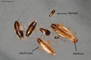 German Cockroach 13 Image showing different stages in the life cycle of a German roach as part of the pest control services by Pest Me Off
