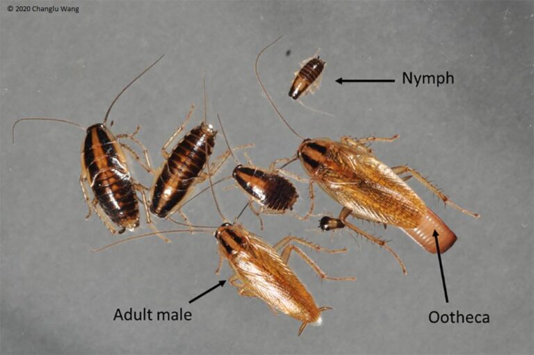 Image showing different stages in the life cycle of a German roach as part of the pest control services by Pest Me Off