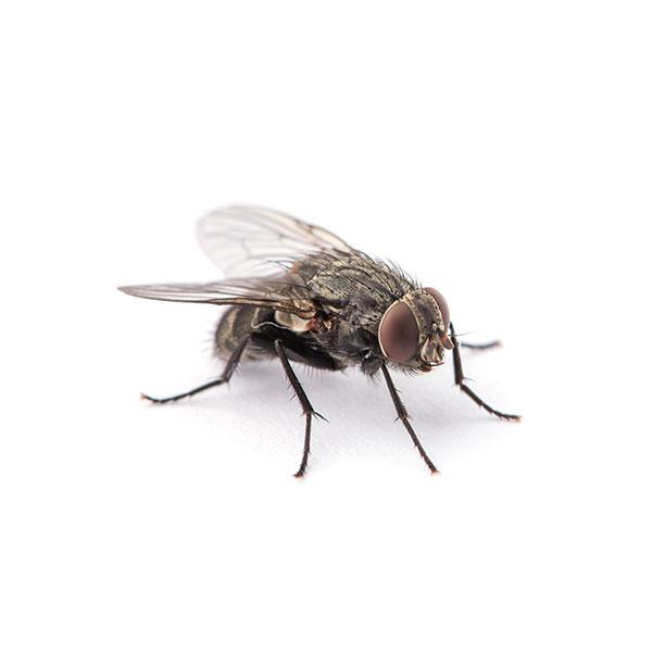 How and Why House Flies Enter Your Home