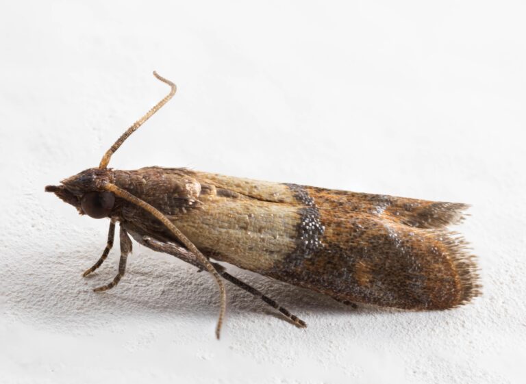 Indian Meal Moth infestation in a pantry, image provided by Pest Me Off pest control services specializing in pest elimination and prevention.