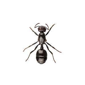 A small black ant isolated on a white background, demonstrating the pest control services of Pest Me Off